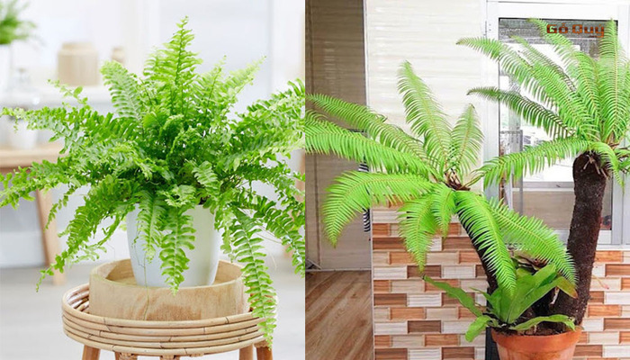 Cây dương xỉ - Ý nghĩa cây xanh trồng trong nhà