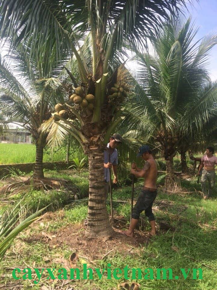 bán cây dừa công trình
