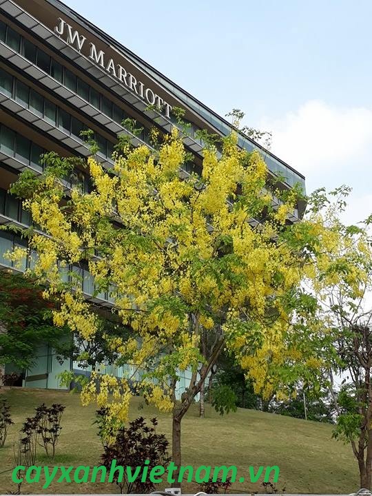 cây muồng hoàng yến- osaka hoa vàng