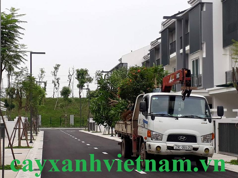 tập kết cây trồng dự án Parkcity Hà Nội