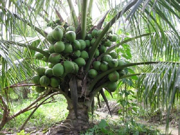 bán cây dừa